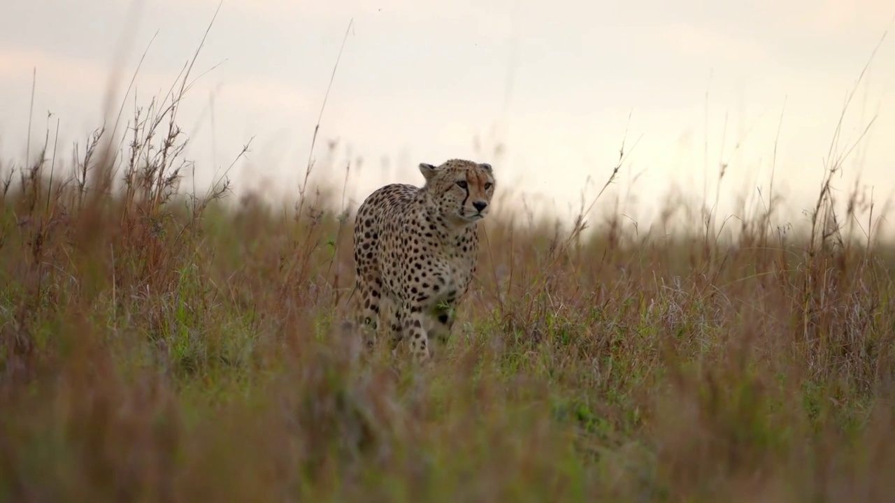 野生非洲猎豹在森林中行走的慢动作镜头。野生非洲猎豹行走的肖像视频素材