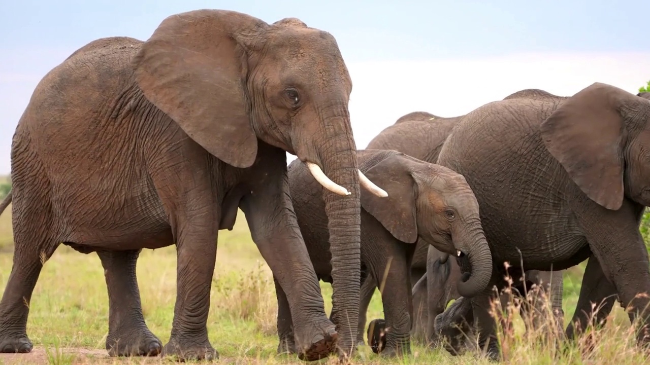 一个可爱的小象和象妈妈在森林里散步的慢动作镜头。象群中的小象视频素材