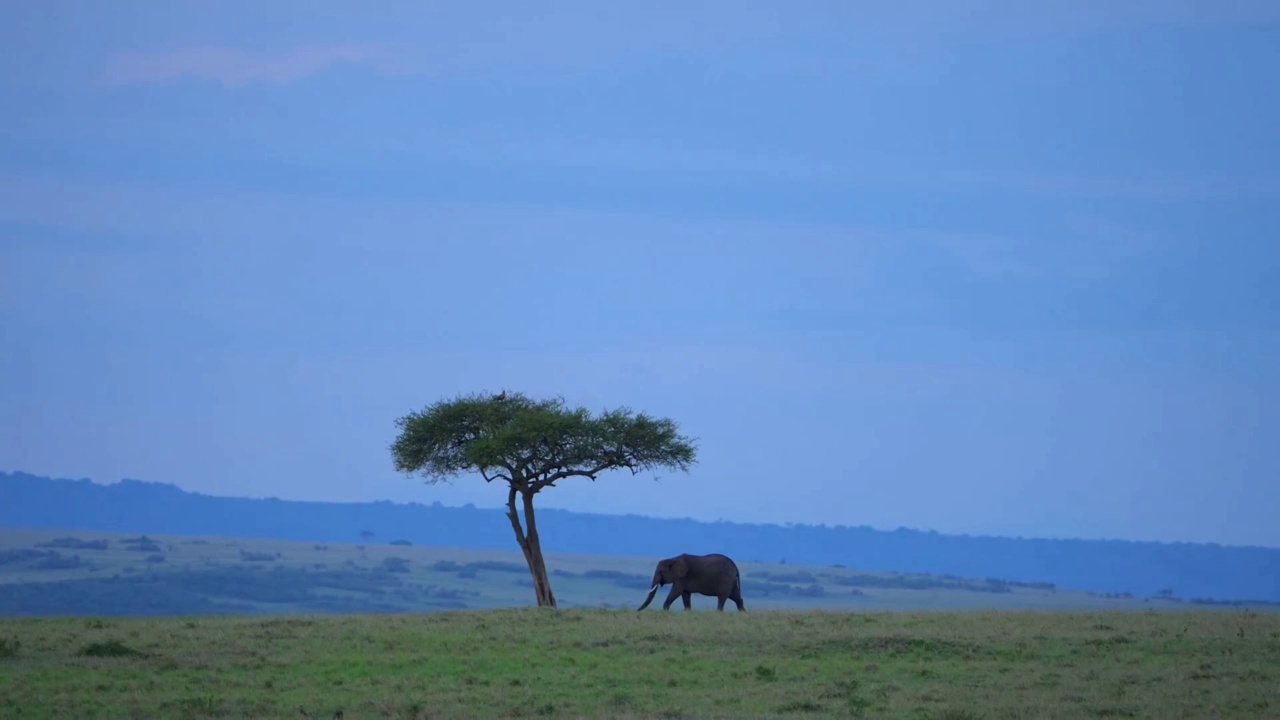 野生非洲象在森林中行走的剪影的慢动作镜头。森林里大象的剪影视频素材