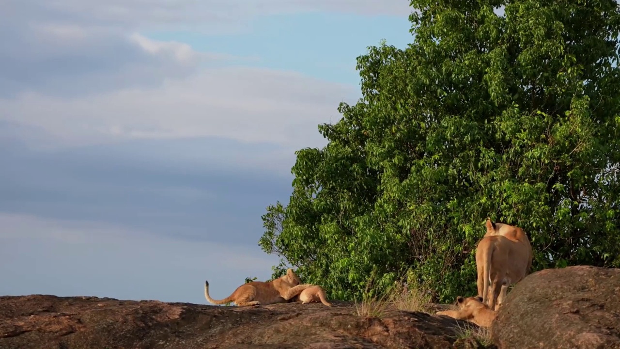 慢动作镜头的一个可爱的小狮子幼崽散步与母狮在森林。森林里可爱的新生小狮子和母狮子在一起视频素材