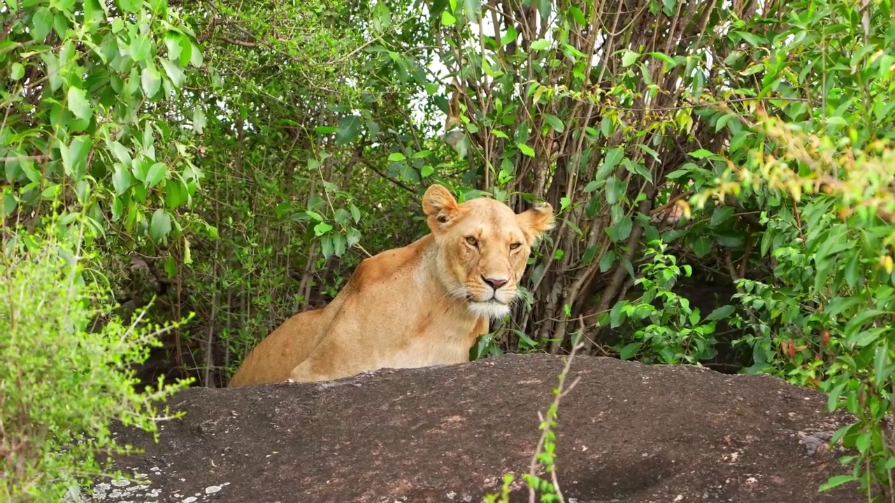 一只野生非洲母狮在森林里休息的慢动作镜头。森林里年轻的野生非洲母狮视频素材