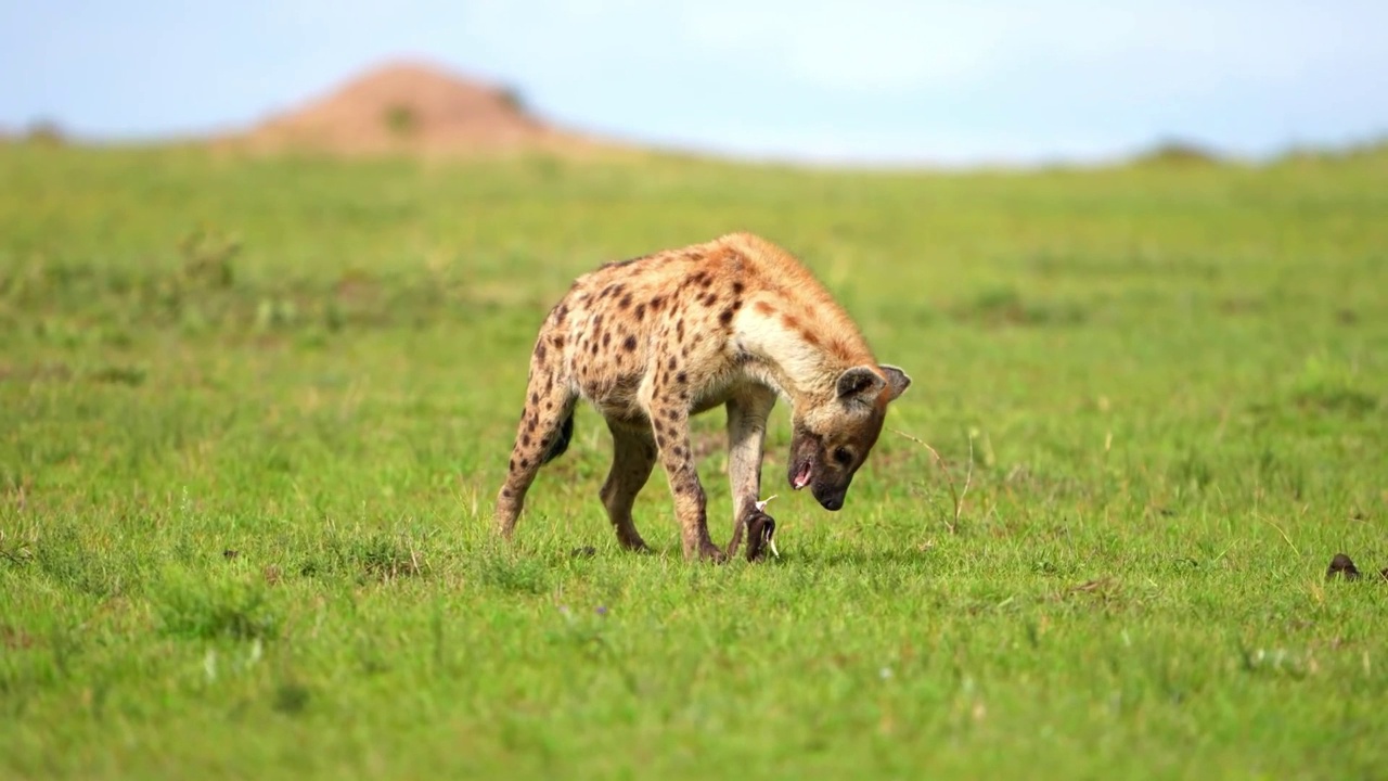 野生非洲鬣狗在野生森林中吃肉的慢动作镜头。在森林里吃肉的野生非洲鬣狗视频素材