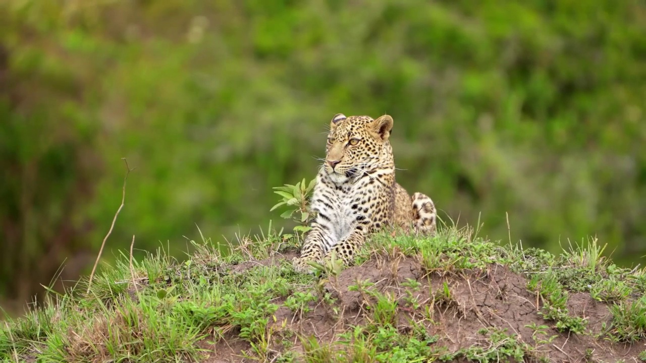 野生非洲豹在森林草地上休息的慢动作镜头。坐在森林草地上的野生非洲豹视频素材