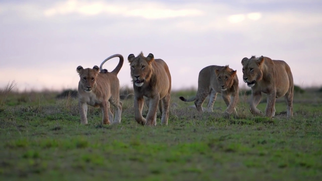 一些野生非洲狮与母狮在森林中行走的慢动作镜头。森林里的狮子和母狮视频素材