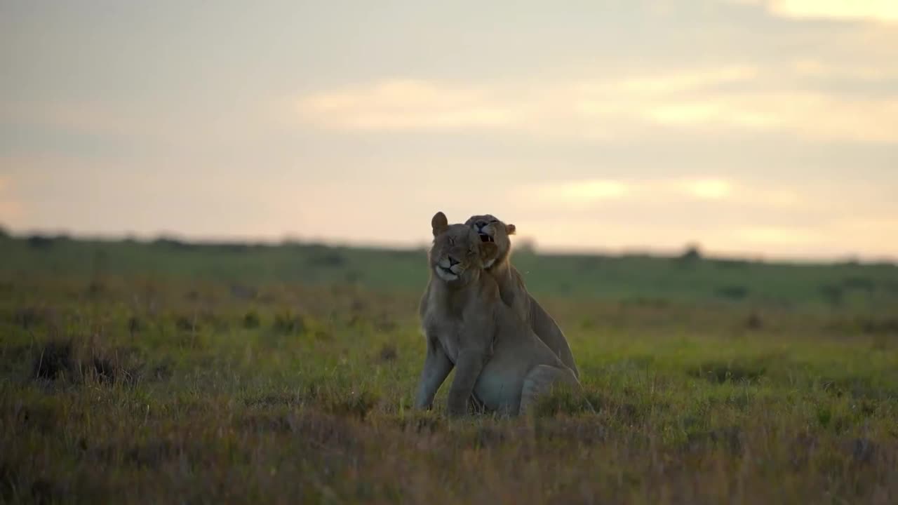 狮子和母狮在森林里玩耍的慢动作镜头。森林中的野生非洲狮和母狮视频素材