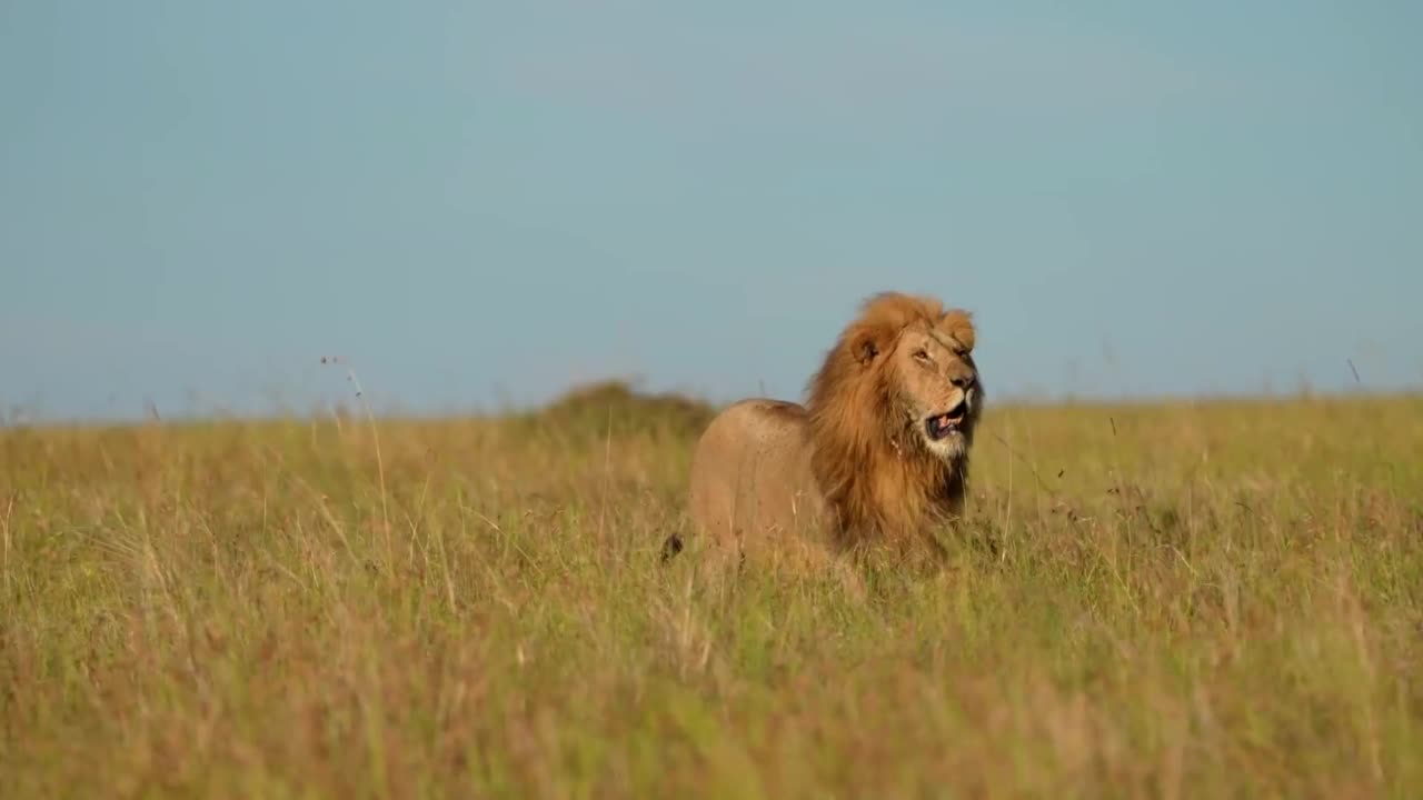 野生成年雄狮在森林中行走的肖像。在森林中行走的野生非洲狮视频素材