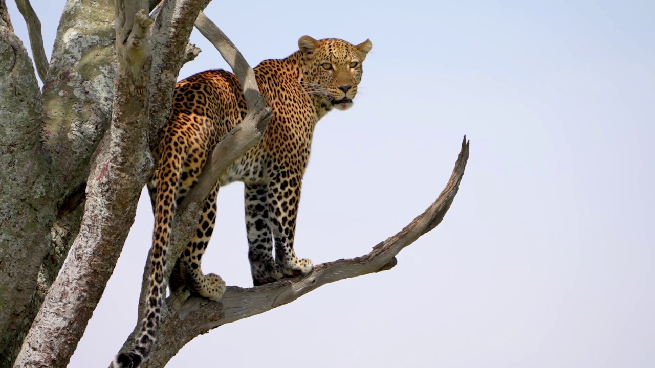 一只野生非洲豹在森林的树上休息的慢动作镜头。非洲森林里的一棵树上休息视频素材
