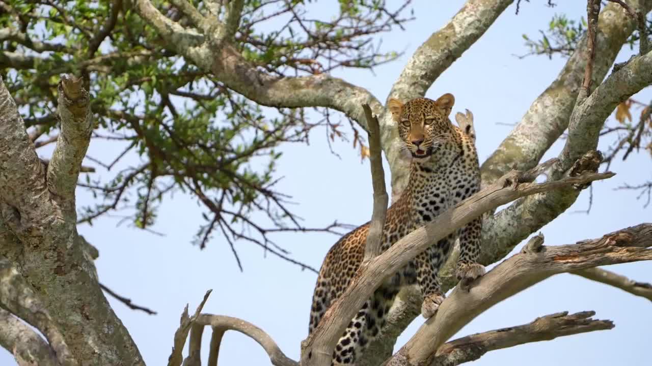 一只年轻的非洲豹在野生森林的树上休息的慢动作镜头。森林里的野生非洲豹视频素材