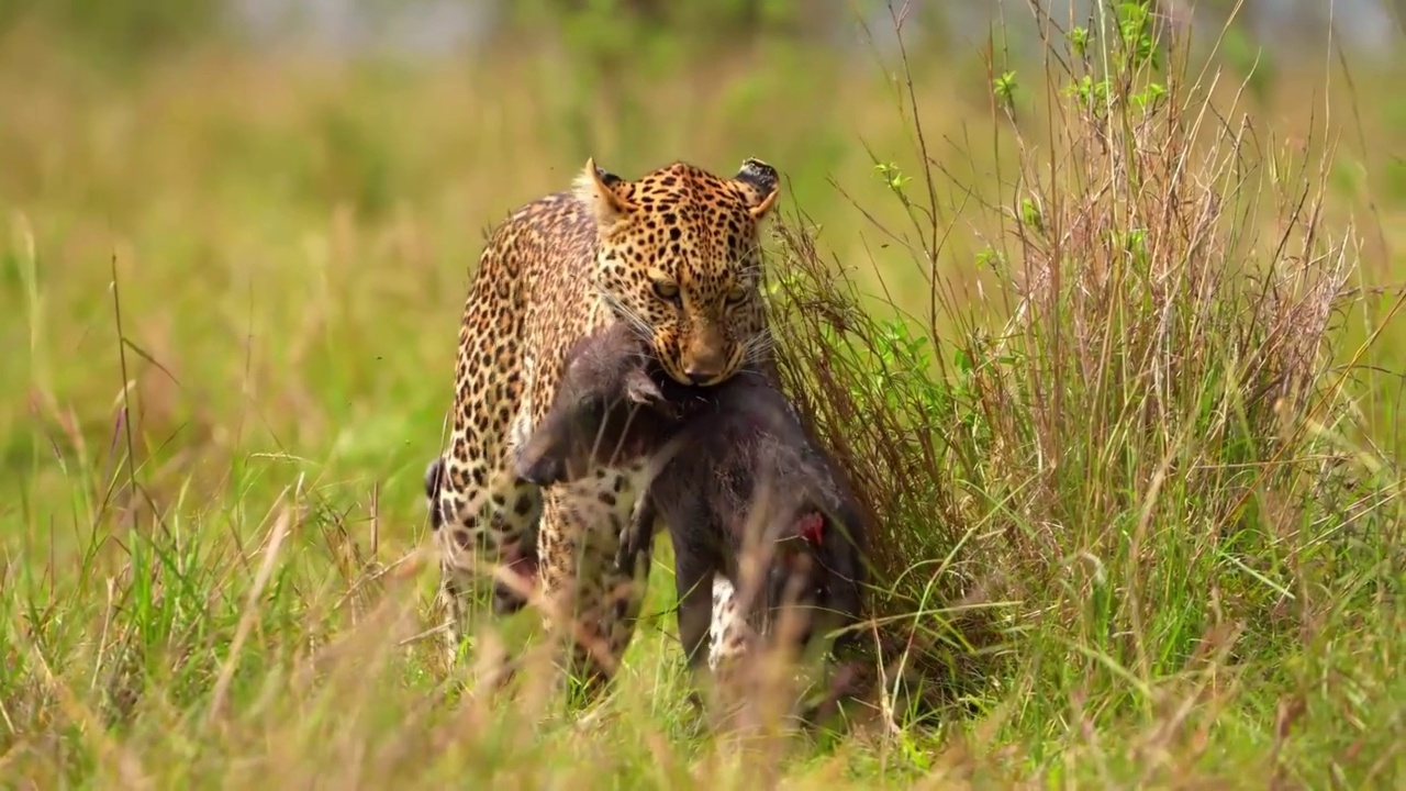 野生非洲豹在森林中行走的慢动作镜头。野生非洲豹在森林中的特写视频素材