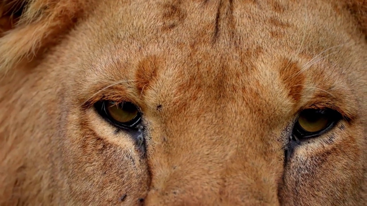 慢动作镜头的野生非洲狮脸特写休息在草地上的森林。森林里狮子的面部特写视频素材