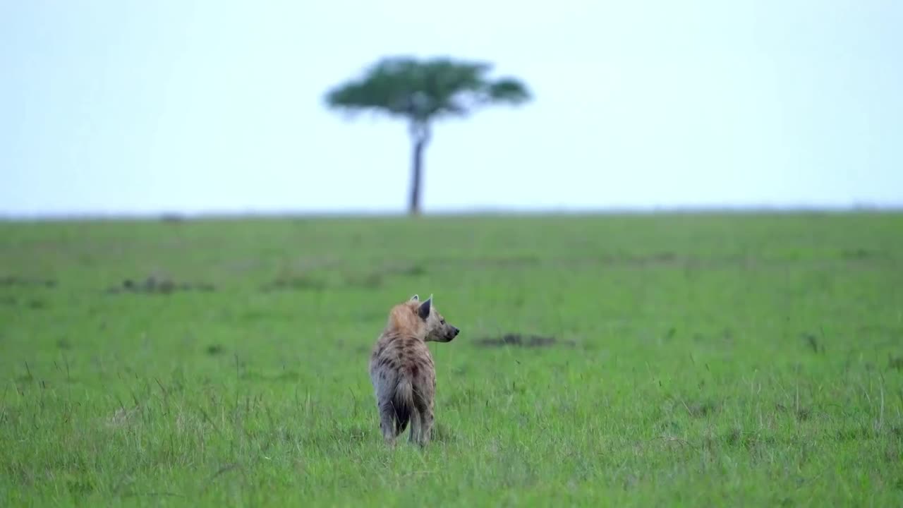 一只野生非洲斑点鬣狗在森林中行走的慢动作镜头。野生雄性鬣狗在森林里行走视频素材