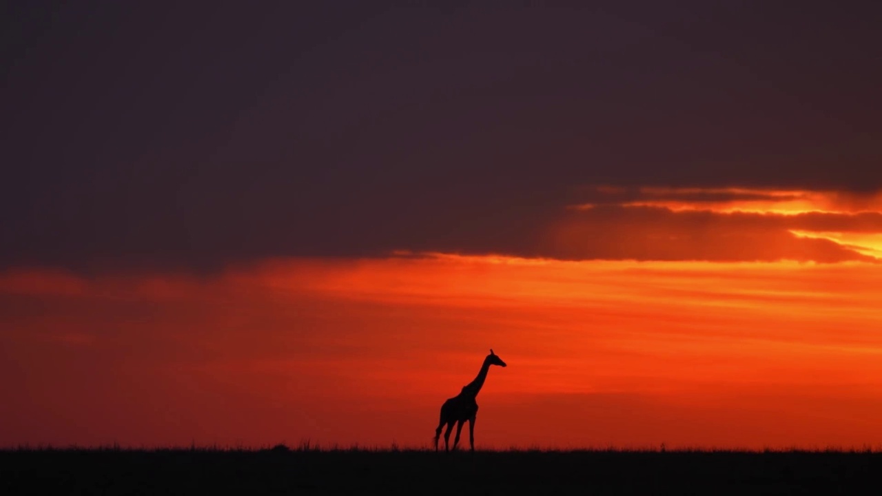 森林中野生非洲长颈鹿剪影的慢动作镜头。森林中野生非洲长颈鹿的剪影视频素材