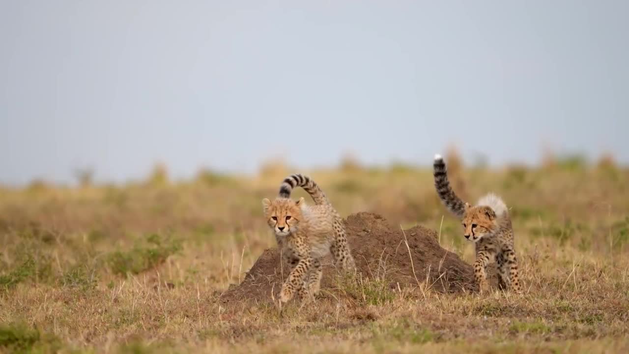 两只可爱的猎豹幼崽在野生森林中一起行走的慢动作镜头。非洲猎豹幼崽在森林中行走视频素材