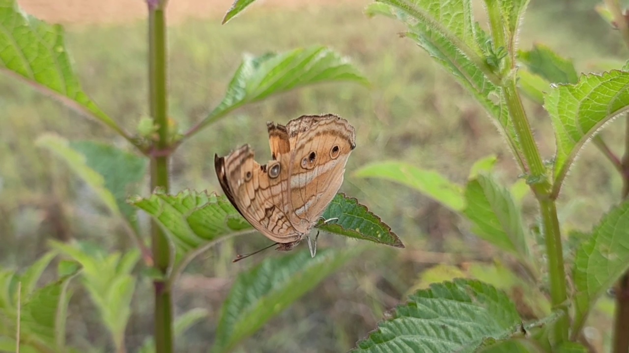 一只棕色的蝴蝶，在叶子上折断了翅膀视频素材