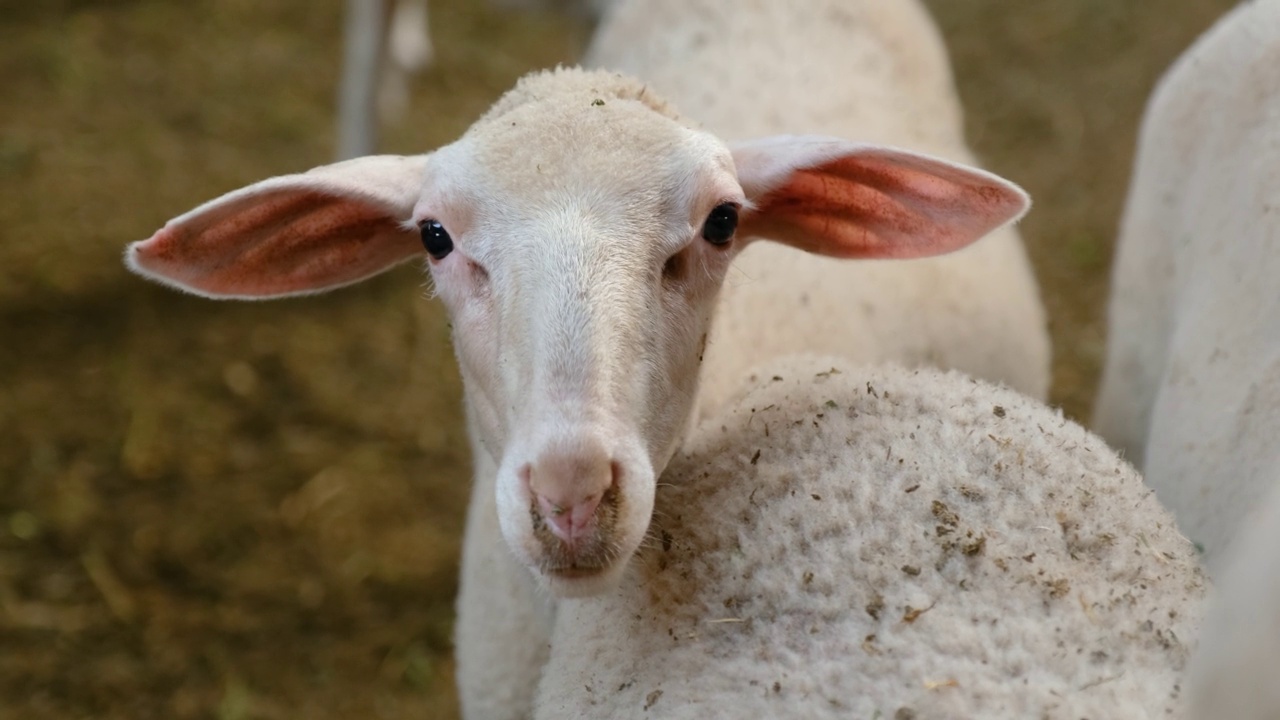 羊群农场里的羊视频下载