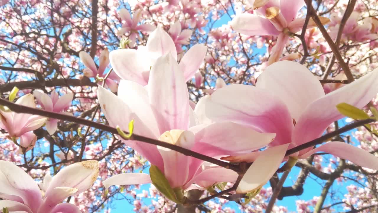 春天，阳光明媚的日子里，公园里盛开的杜鹃花枝头视频素材