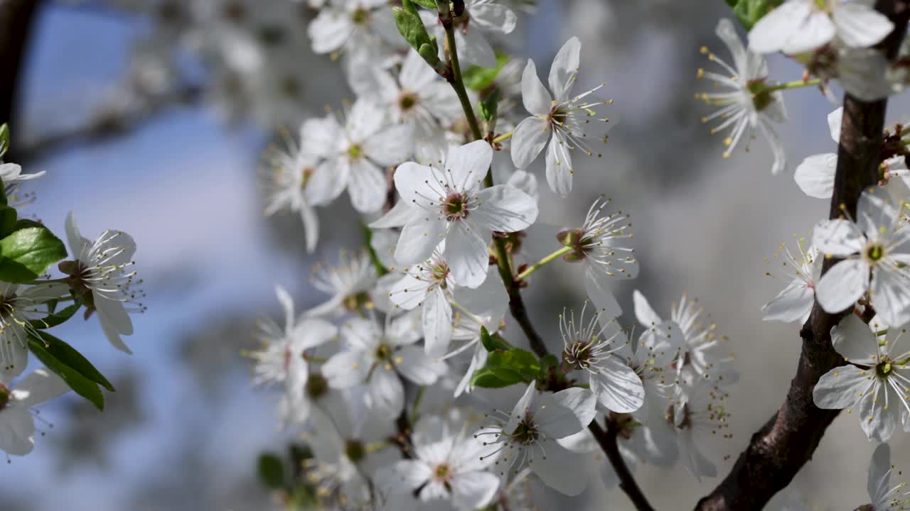樱花在风中摇曳，开着白色的花视频素材