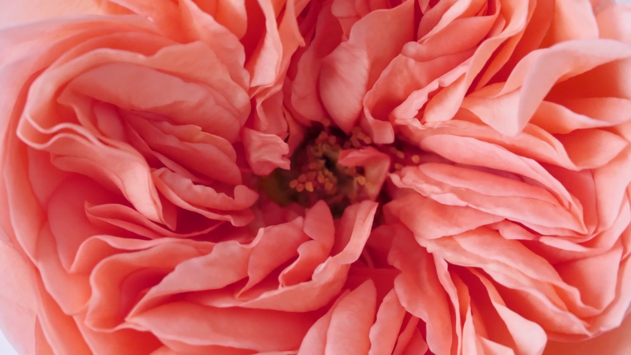 美丽的粉红色玫瑰旋转在白色背景，微距拍摄。芽特写镜头。盛开的粉红色玫瑰花朵开放。节日背景，情人节概念。视频下载