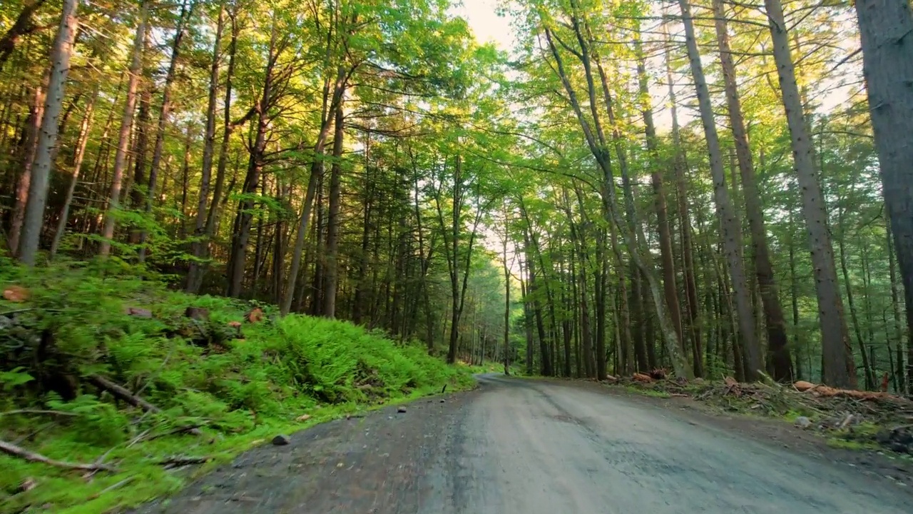 夏天穿过偏僻森林的废弃道路视频素材