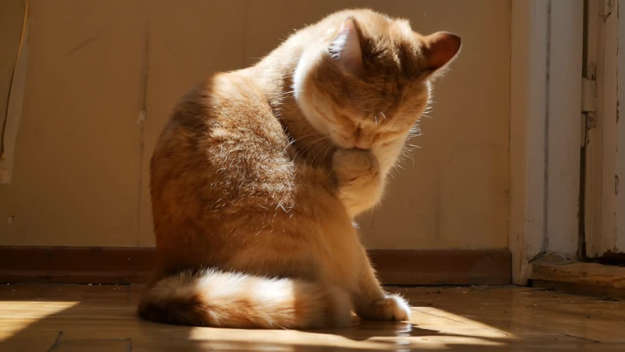 在阳光充足、光线充足的地方，红毛猫坐在窗下的木地板上，用舌头舔舐爪子。猫在阳光下暖和起来，用爪子给自己洗澡视频素材