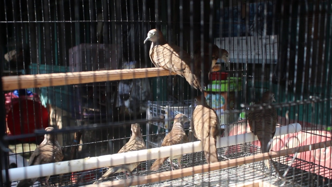爪哇斑鸠的收藏视频素材