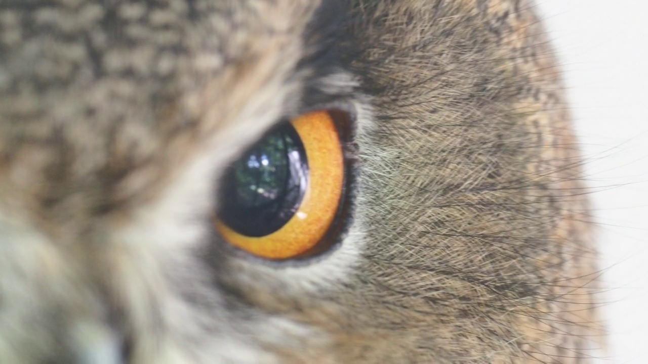 鹰猫头鹰;在英国兰开夏郡的一个猛禽保护区，它的眼睛里反射着笼子。视频下载