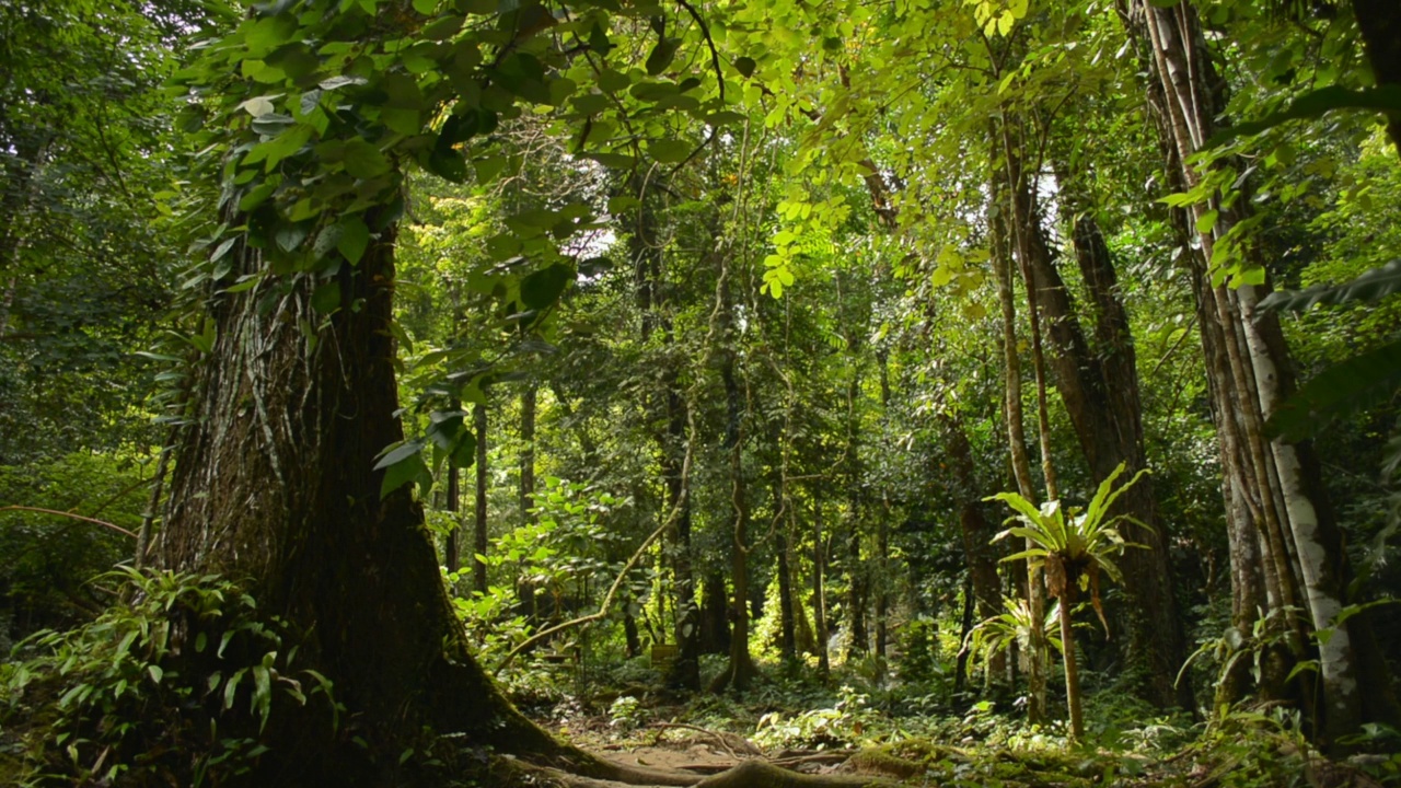 热带雨林有大量的大树。阳光下的绿林景观。视频素材