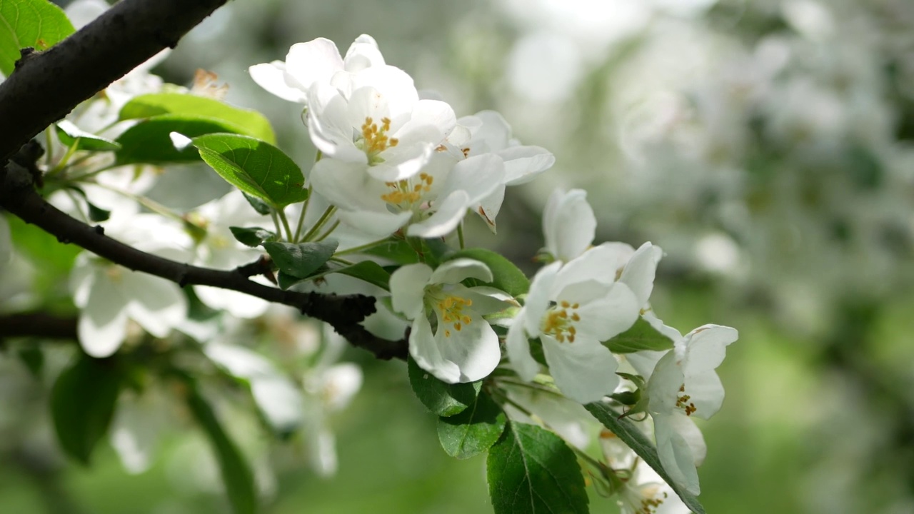 早春盛开的苹果园。视频素材