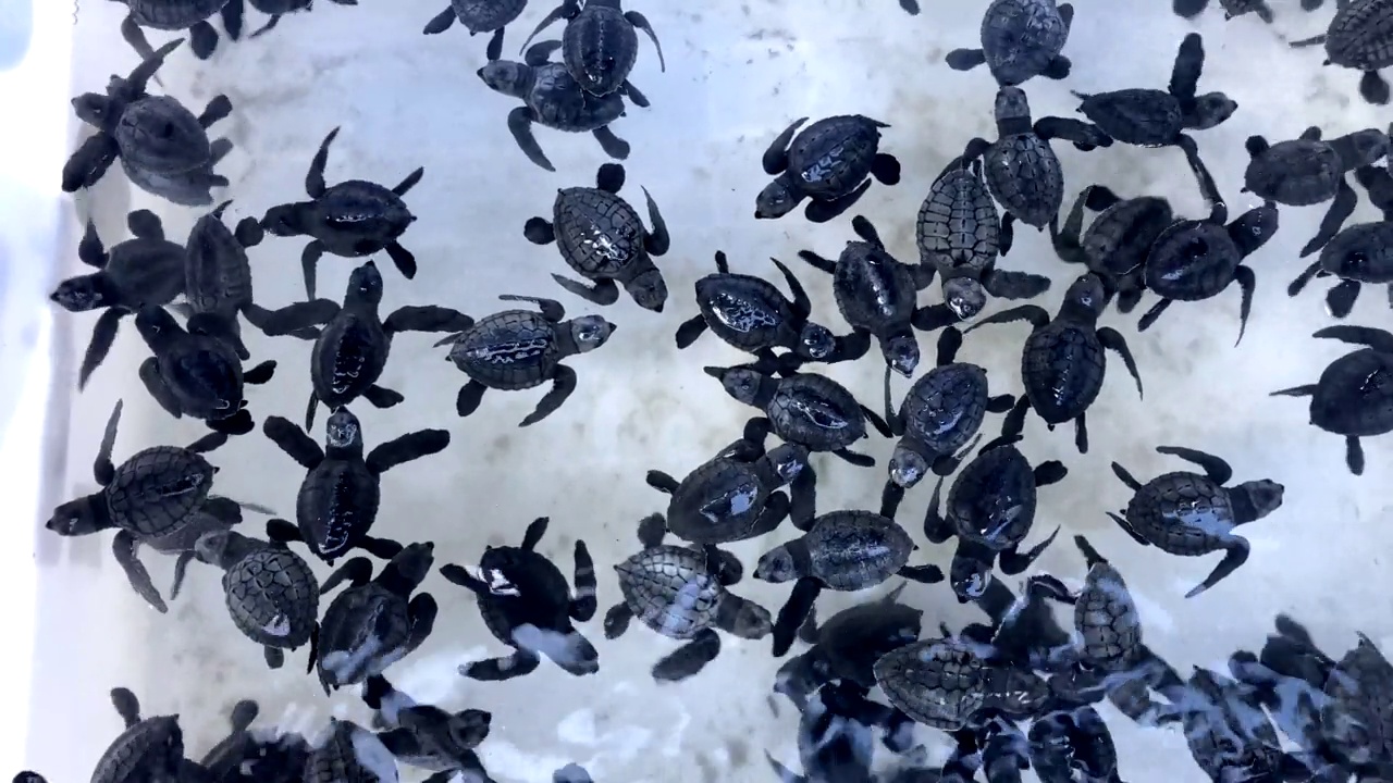 小海龟视频素材
