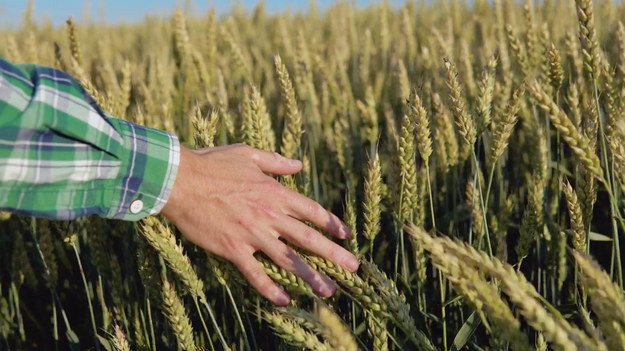 一个年轻人的手在田里抚摸着麦穗。这个年轻的农民从事农业综合经营视频下载