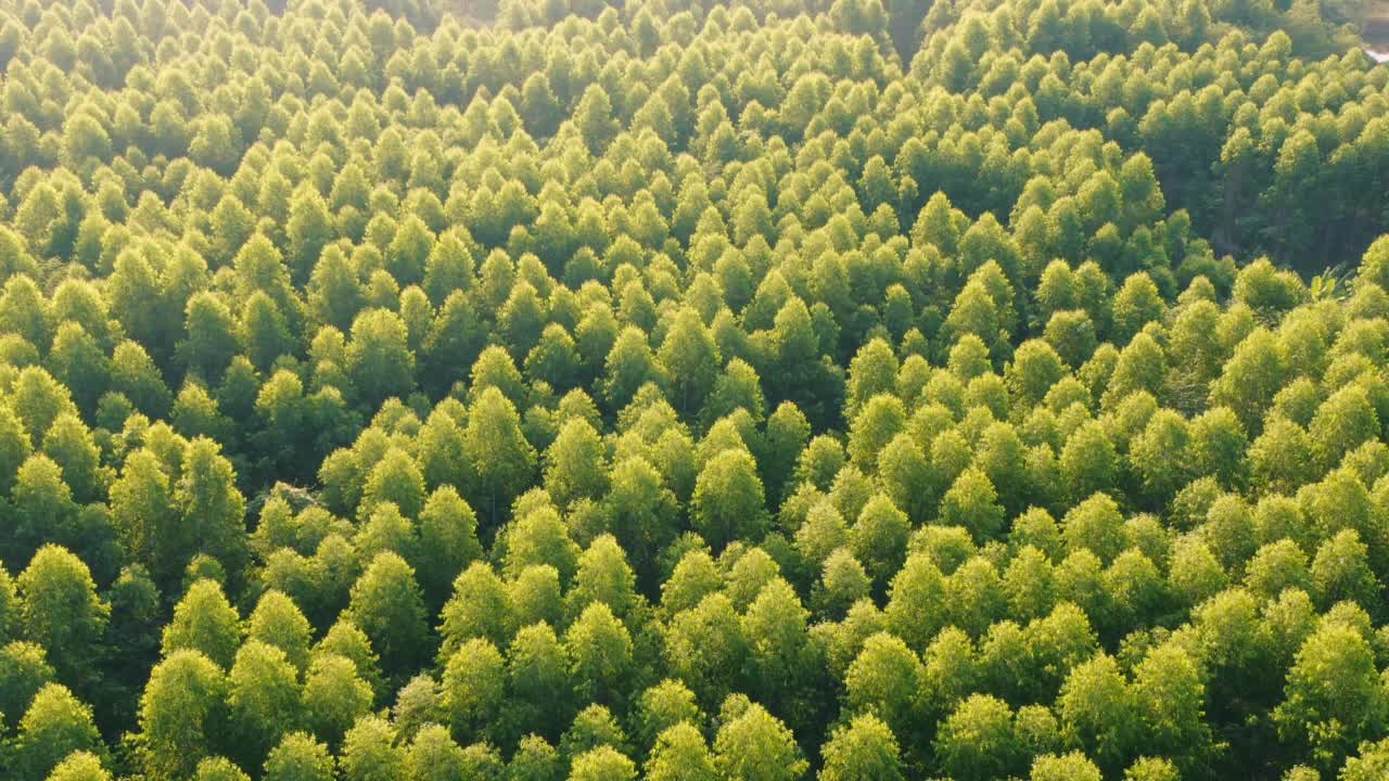 夏季日出时的无人机俯瞰森林。无人机拍摄飞越云杉针叶树顶，自然背景镜头视频素材