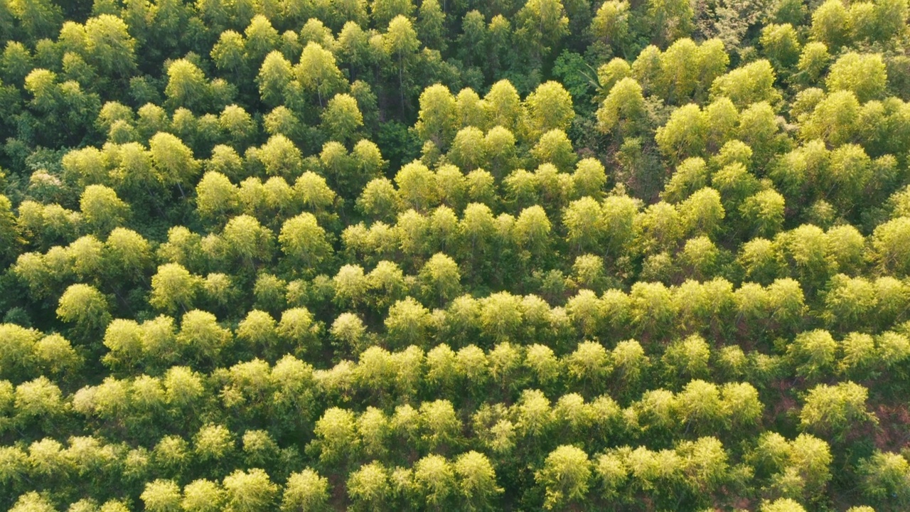 夏季日出时的无人机俯瞰森林。无人机拍摄飞越云杉针叶树顶，自然背景镜头视频素材