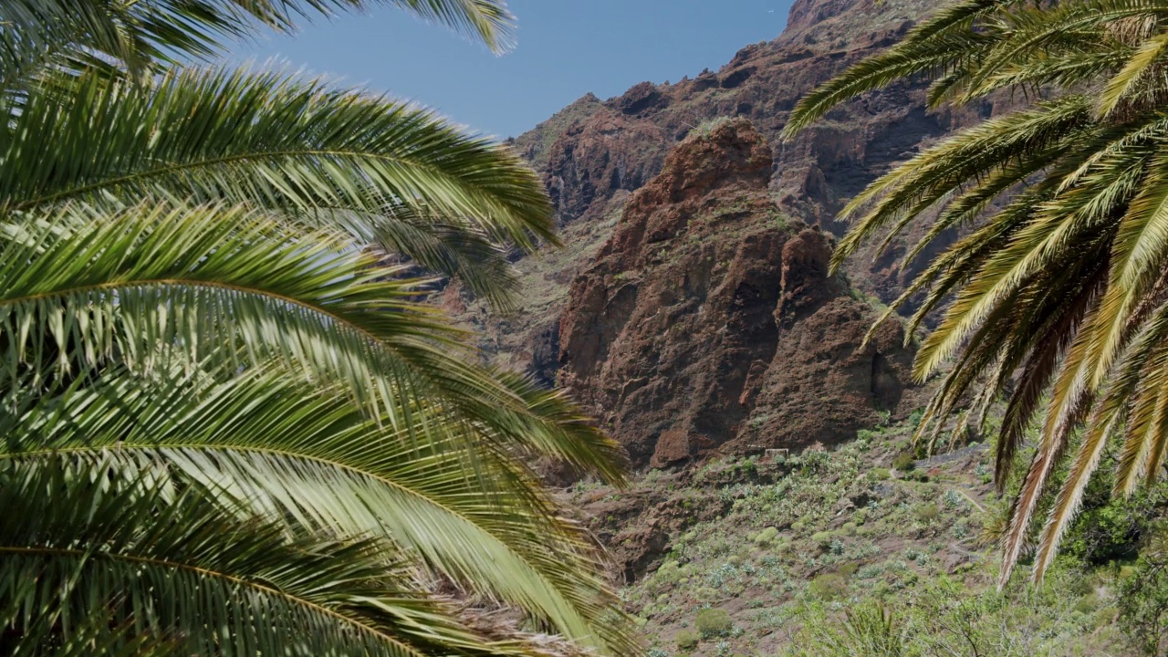 在西班牙加那利群岛，特内里费岛的马斯卡峡谷，热带棕榈树的叶子在风中移动视频素材