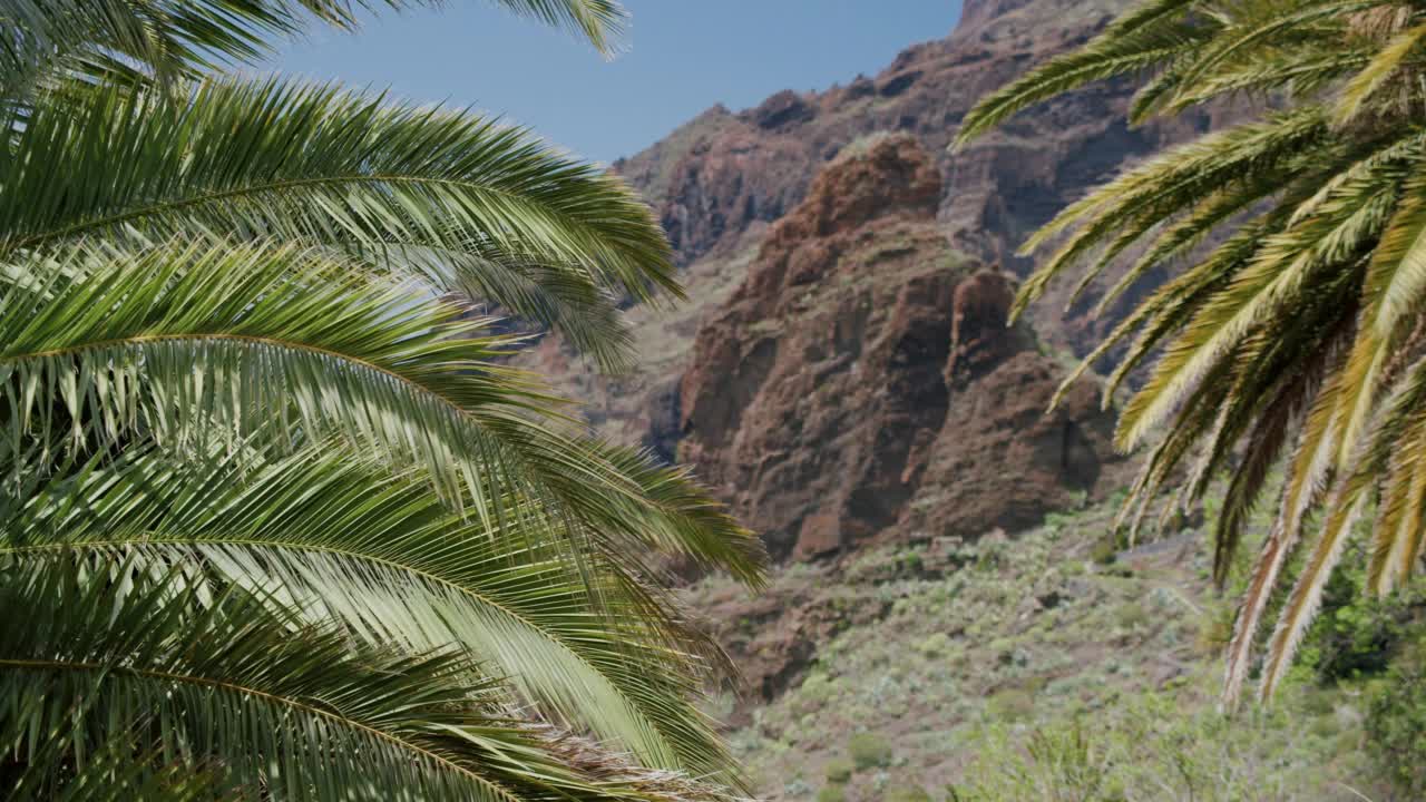 在西班牙加那利群岛，特内里费岛的马斯卡峡谷，热带棕榈树的叶子在风中移动视频素材