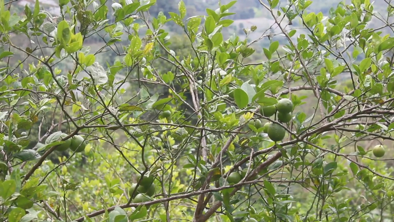 阳光明媚的日子里，一棵柠檬树，树上有很多水果。Lembang、印度尼西亚视频素材