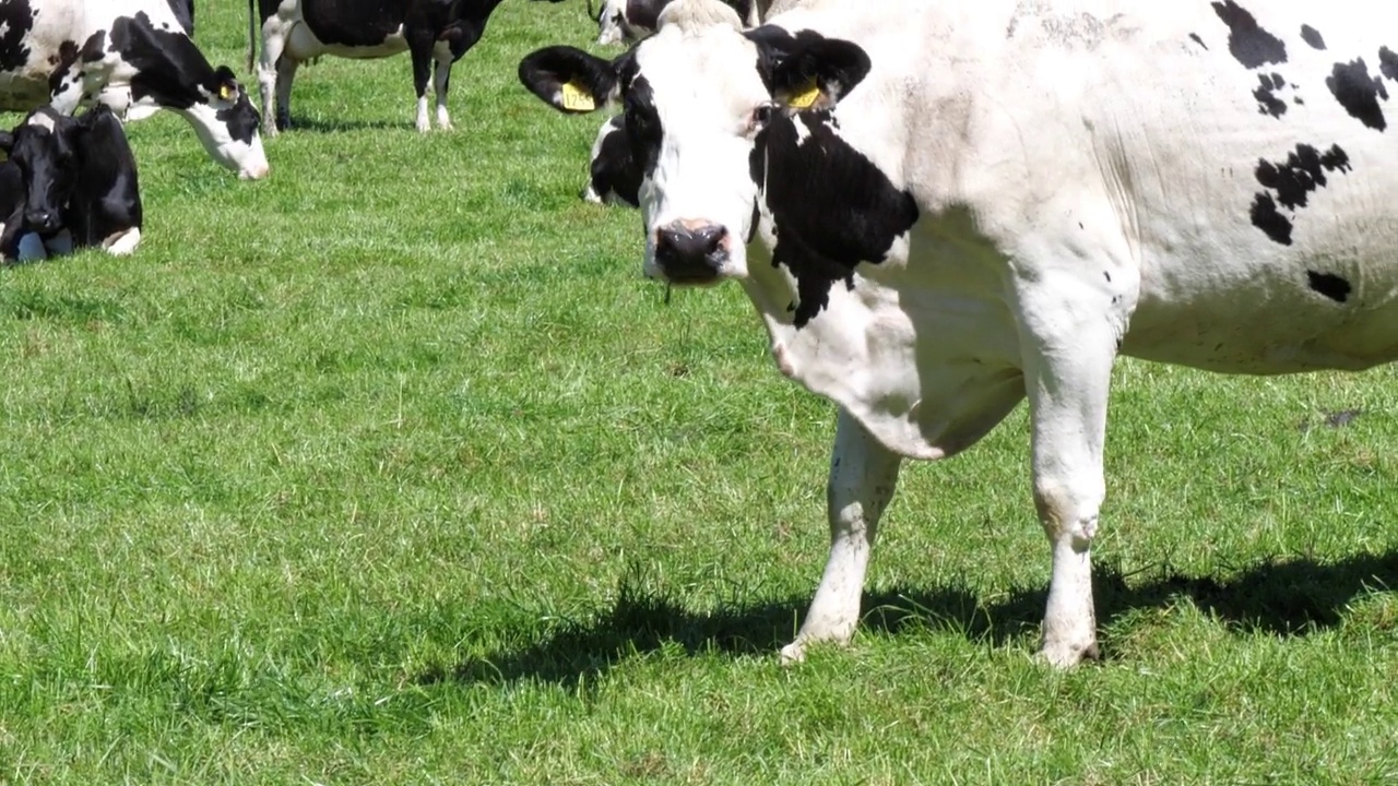 牧场上的奶牛。奶牛场。牲畜吃多汁的青草。手持视频。视频素材