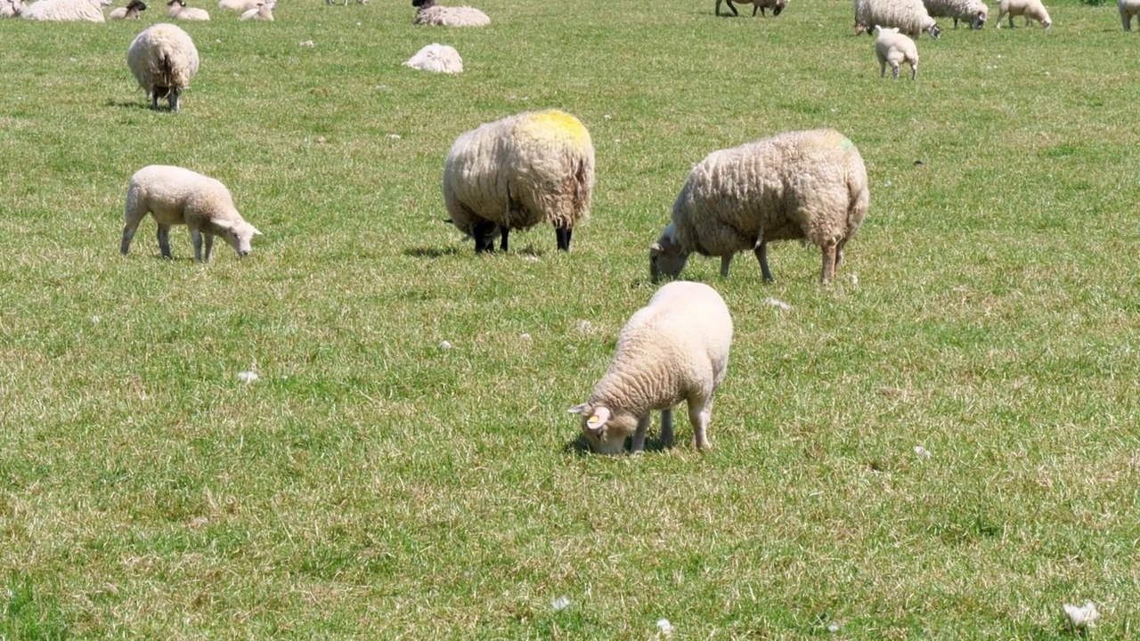 阳光明媚的日子里，一群毛茸茸的绵羊在绿色的田野上吃草。农夫田里可爱的羊。手持视频。视频素材