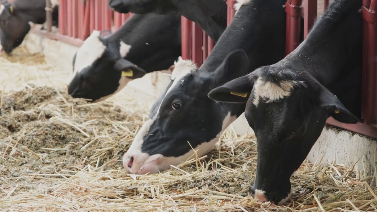 黑白色的牛在牛棚里吃草料。畜牧业和食品业视频下载