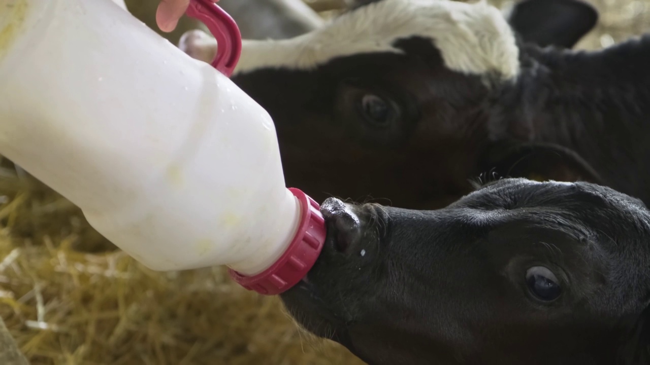 喂养宝宝的小腿。一个农民用奶瓶给小牛喝牛奶，使它长得又壮又健康。对小牛的喜爱和素食的风格。视频素材
