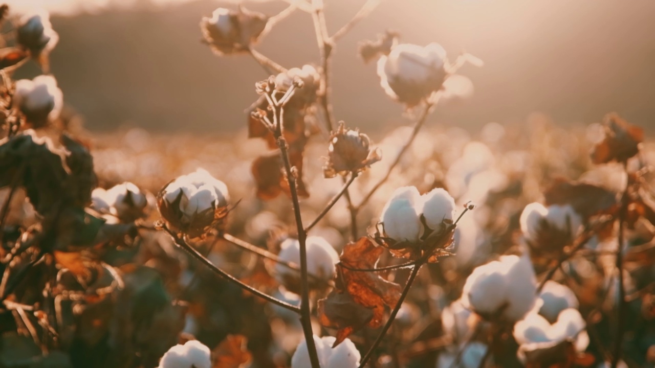 耕地中的棉铃。农业和纺织业视频下载