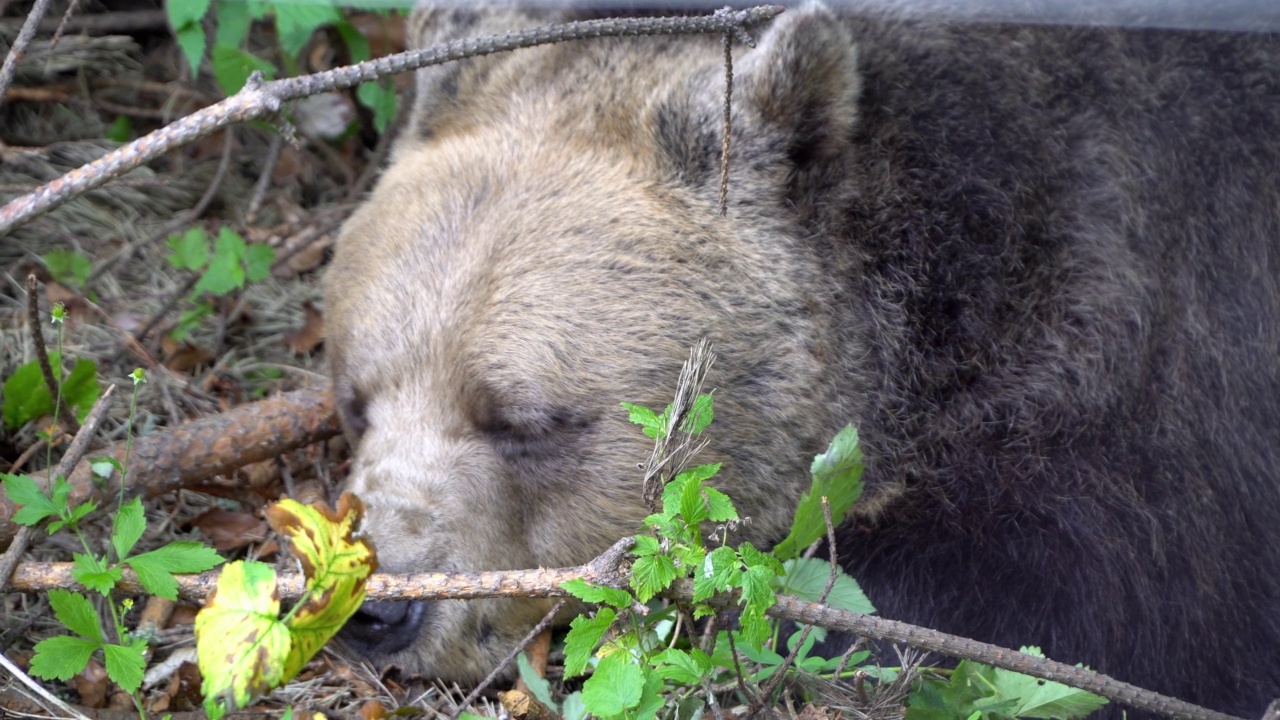 昏昏欲睡的野生灰熊的特写。自然,动物视频下载