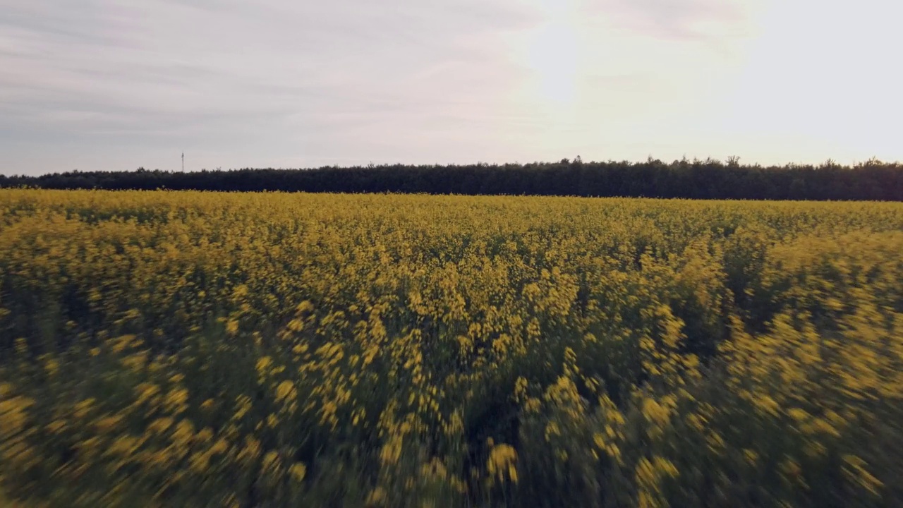 摄影机飞过一片盛开着黄色油菜籽的田野。生态柴油原料。视频素材