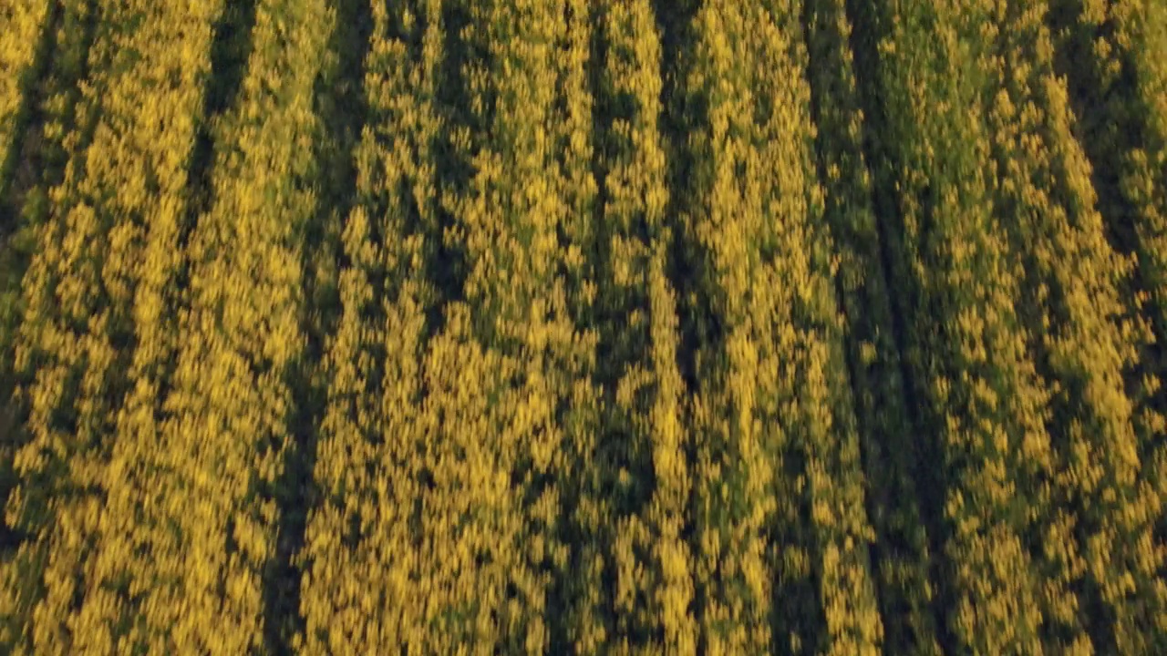 俯瞰黄色盛开的油菜籽田。生态柴油原料。农田的鸟瞰图。视频素材