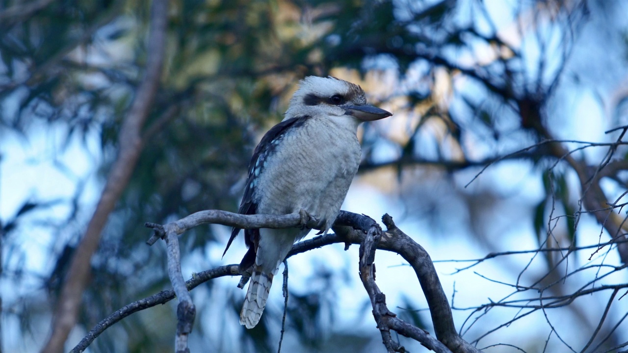 笑翠鸟，澳大利亚新南威尔士州视频下载