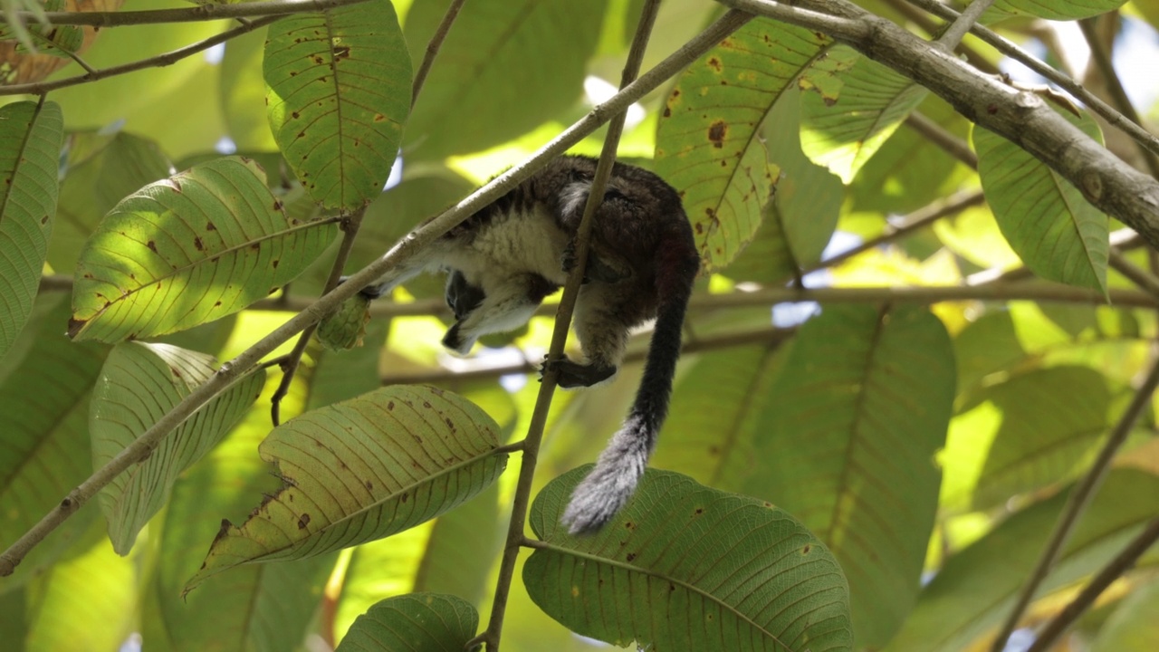Geoffroy绢毛猴,巴拿马视频素材