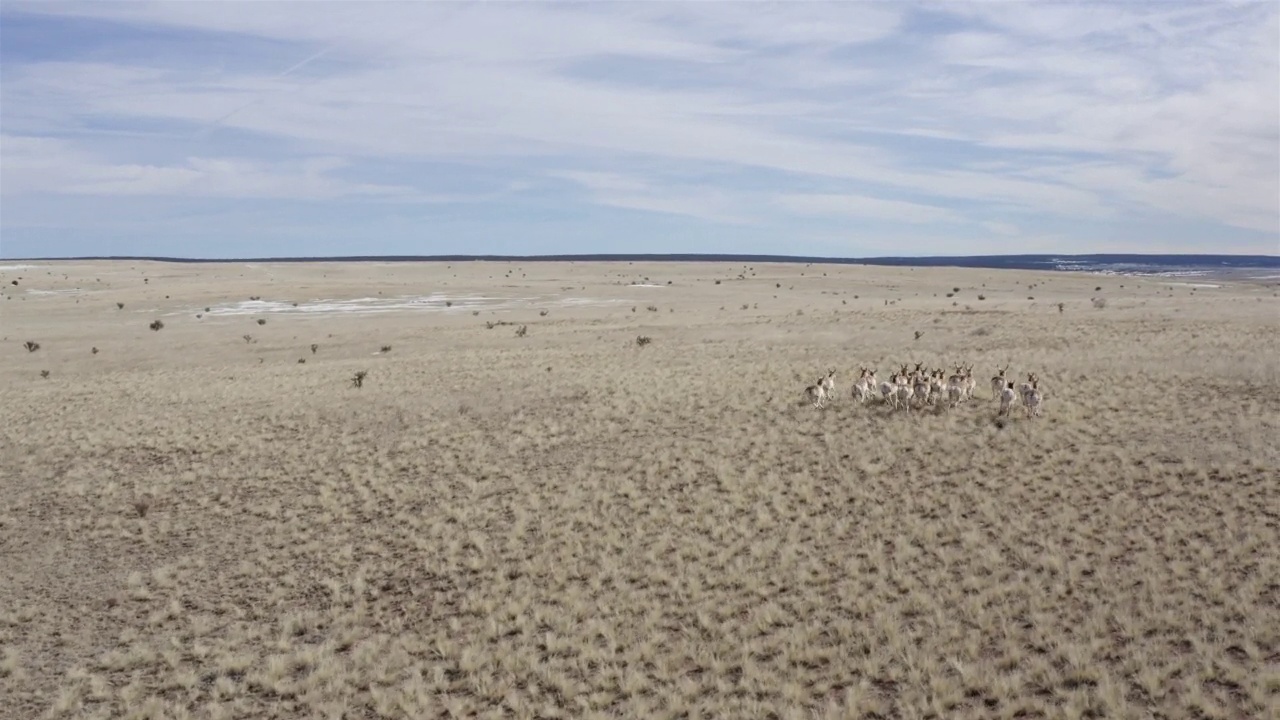 叉角羚/羚羊，新墨西哥州视频素材