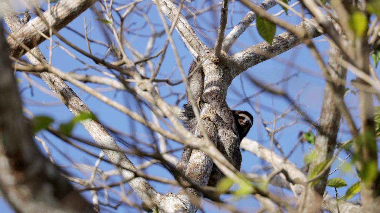 棕色喉咙树懒/三趾树懒，巴拿马视频素材