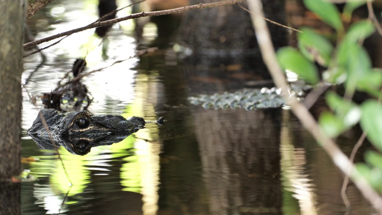 短吻鳄:佛罗里达大沼泽地国家公园视频下载