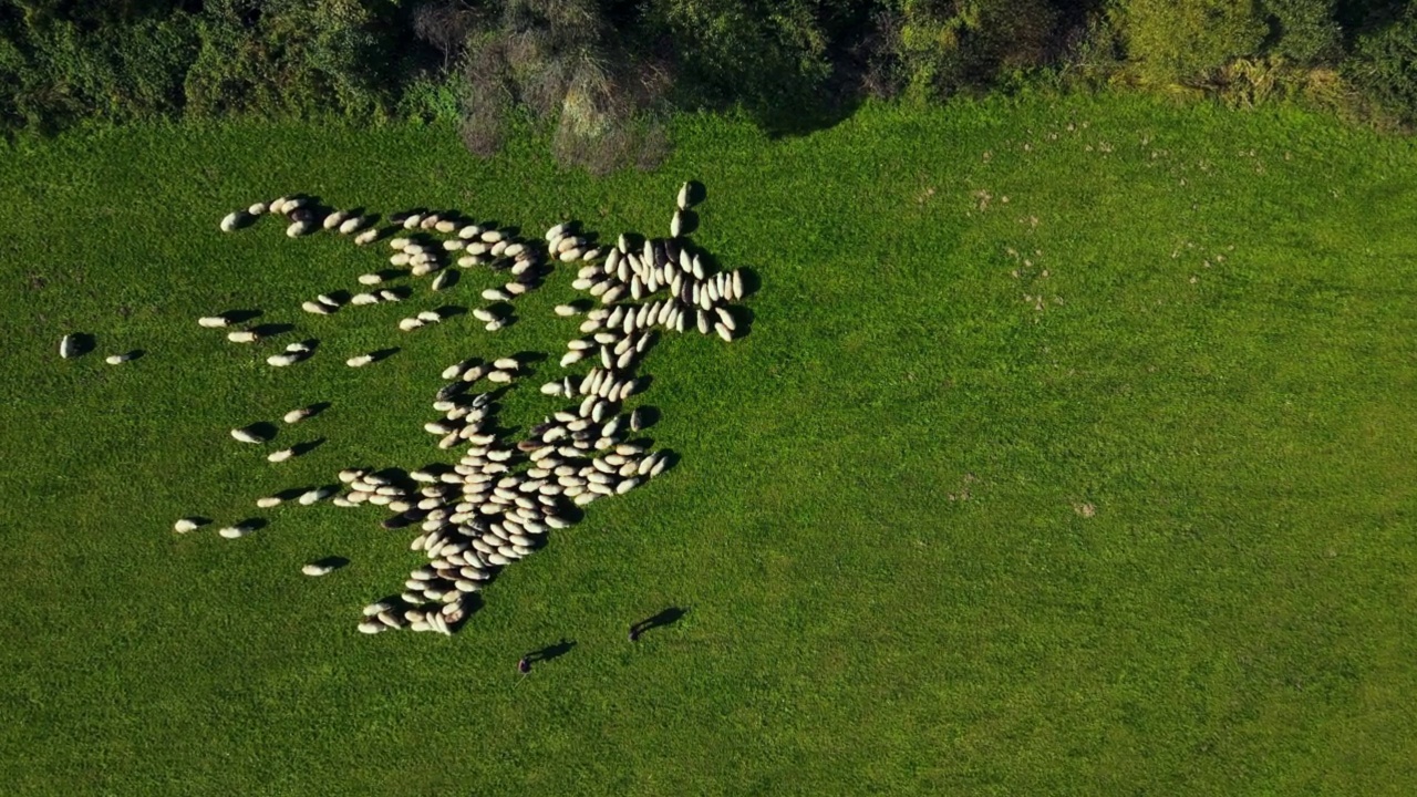 一群羊在绿色的草地上吃草。在绿色的牧场上吃羊视频下载