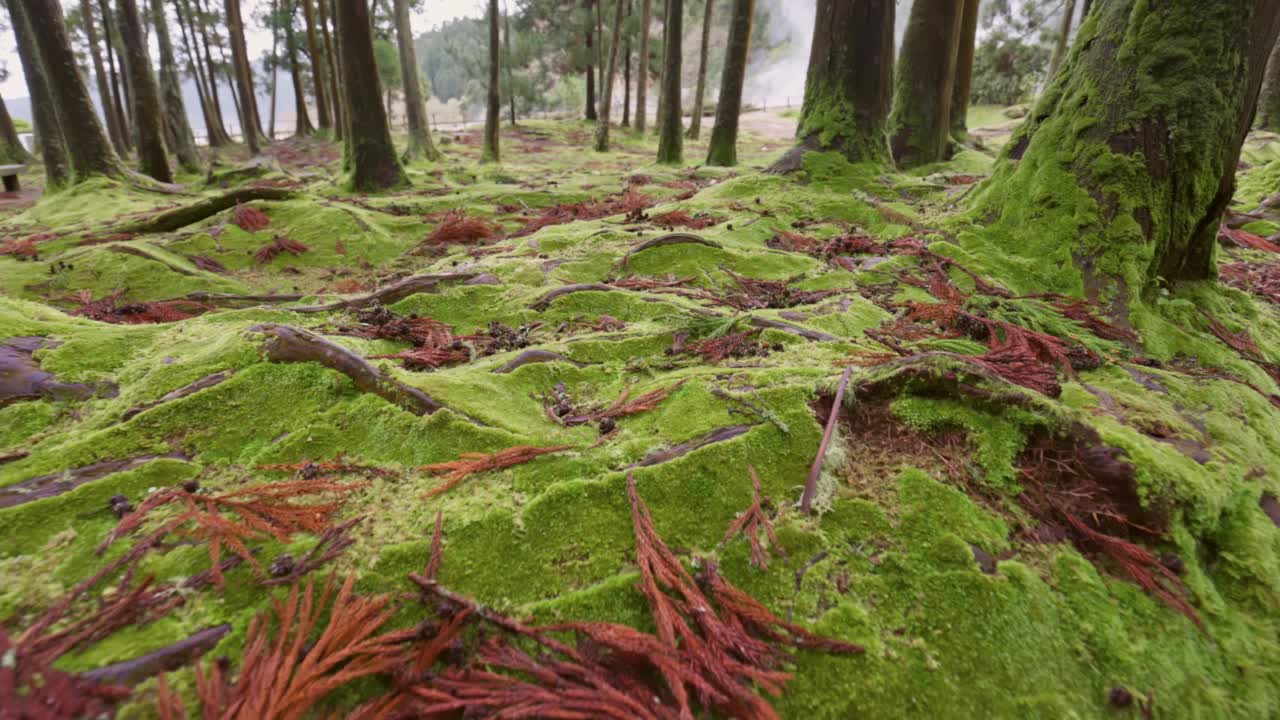 在葡萄牙亚速尔群岛的圣米格尔岛上，地面和树干上的绿色苔藓。漫步在魔法森林的树林中。万向节,4 k视频素材
